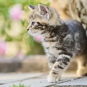 Bengal cat, domestic cat, kitten in front of a flower bed Bengal cat, domestic cat, kitten in front of a flower bed