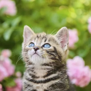Bengal cat, domestic cat, kitten in a flower bed Bengal cat, domestic cat, kitten in a flower bed