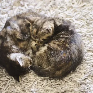 Bengal cat, domestic cat, kitten lyingon the floor Bengal cat, domestic cat, kitten lyingon the floor