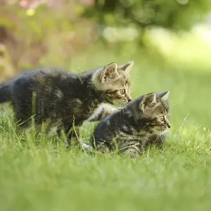 Bengal cat, domestic cat, kitten on a meadow