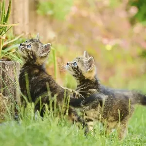 Bengal cat, domestic cat, kitten playing on a stone wall on a meadow Bengal cat, domestic cat, kitten playing on a stone wall on a meadow
