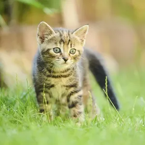 Bengal cat, domestic cat, kitten standing on a meadow