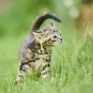 Bengal cat, domestic cat, kitten standing on a meadow Bengal cat, domestic cat, kitten standing on a meadow