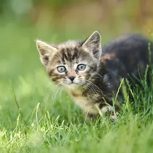 Bengal cat, domestic cat, kitten walking on a meadow