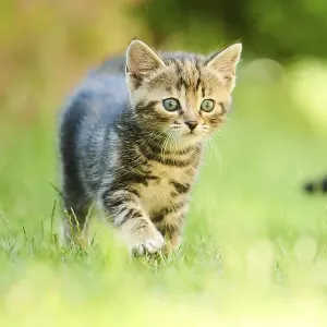 Bengal cat, domestic cat, kitten walking on a meadow