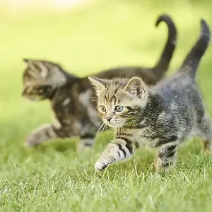 Bengal cat, domestic cat, kitten walking on a meadow