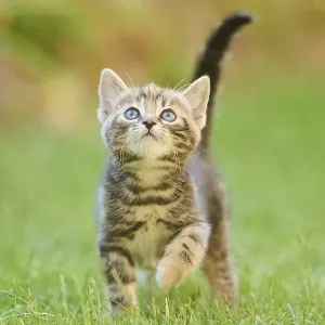 Bengal cat, domestic cat, kitten walking on a meadow