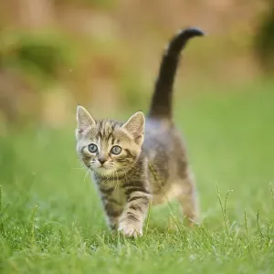 Bengal cat, domestic cat, kitten walking on a meadow Bengal cat, domestic cat, kitten walking on a meadow