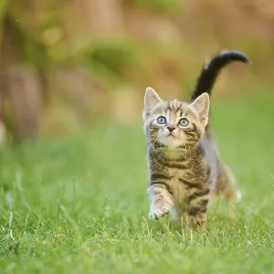 Bengal Cat Print: Bavarian Meadow Scene