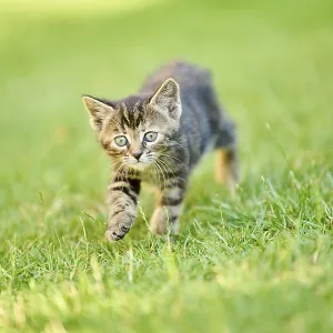Bengal Cat Print - Bavarian Meadow Scene