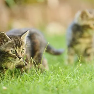 Bengal cat, domestic cat, kitten walking on a meadow Bengal cat, domestic cat, kitten walking on a meadow