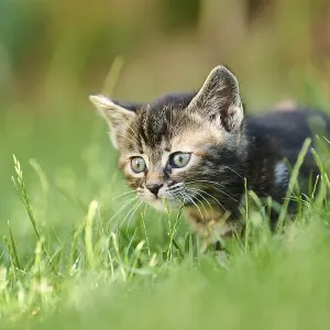 Bengal cat, domestic cat, kitten walking on a meadow