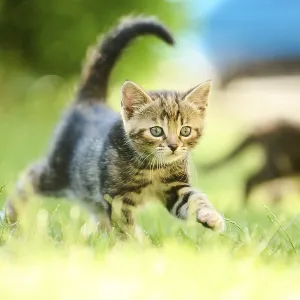 Bengal cat, domestic cat, kitten walking on a meadow
