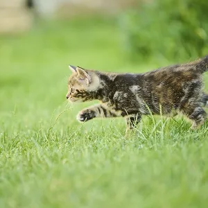 Bengal cat, domestic cat, kitten walking on a meadow Bengal cat, domestic cat, kitten walking on a meadow