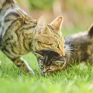 Bengal cat, domestic cat, mother with her kitten walking on a meadow Bengal cat, domestic cat, mother with her kitten walking on a meadow