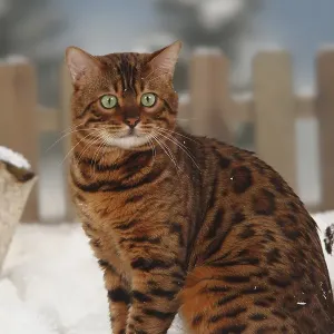 Bengal cat, male, lateral
