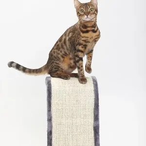 Bengal cat, scratching post