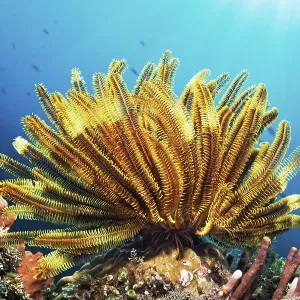 Bennnetti's feather star, yellow (Oxycomanthus bennetti) on coral reef in backlight