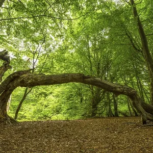Bent beech (Fagus) that has grown into another tree