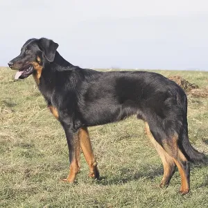 Berger de Beauce stands sideways in a meadow Berger de Beauce stands sideways in a meadow