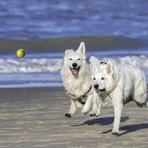 Two Berger Blanc Suisse dogs, White Swiss Shepherds