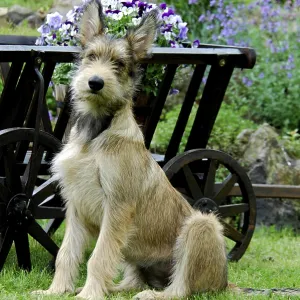 Berger Picard, 4 months old