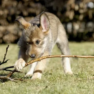 Berger Picard, 9 week old puppy