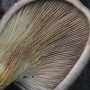 Berinded russet (Pleurotus dryinus)