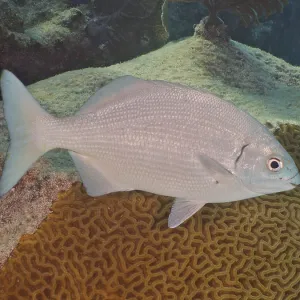 Bermuda rudderfish (Kyphosus sectatrix)
