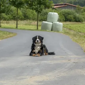 Bernese cattle dog lying alone on a road Bernese cattle dog lying alone on a road
