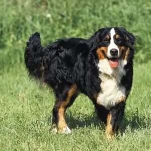 BERNESE MOUNTAIN DOG, ADULT STANDING ON GRASS BERNESE MOUNTAIN DOG, ADULT STANDING ON GRASS