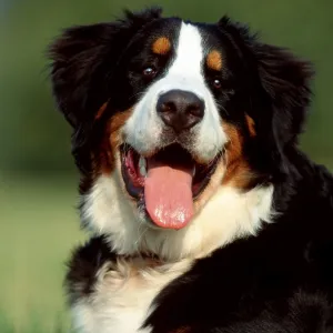 Bernese Mountain Dog, animals, outside