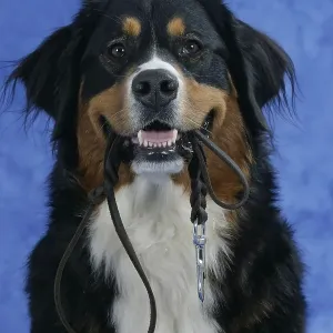 Bernese mountain dog holds leash in mouth