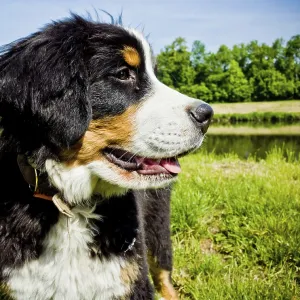Bernese Mountain Dog outdoors by a pond with trees on a sunny day