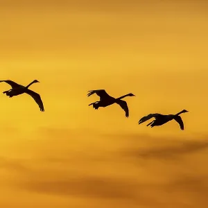 Three Bewick's swans Three Bewick's swans
