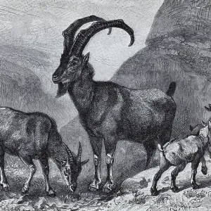 Bezoar goat (Capra aegargus), historical book illustration