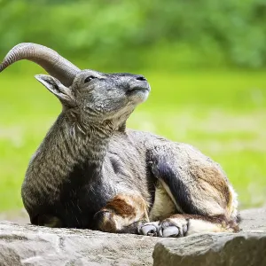 Bharal (Pseudois nayaur) lying on a rock, Germany