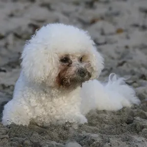 Bichon frise, Bichon Frise FCI Bichon frise, Bichon Frise FCI