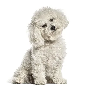 Bichon frise dog sitting, looking at camera with a curious head tilt Bichon frise dog sitting, looking at camera with a curious head tilt
