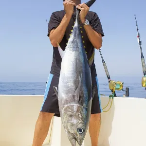 Big Bluefin Tuna Catch Print