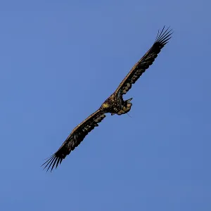Big eagle soars high in the sky with spread wings Big eagle soars high in the sky with spread wings
