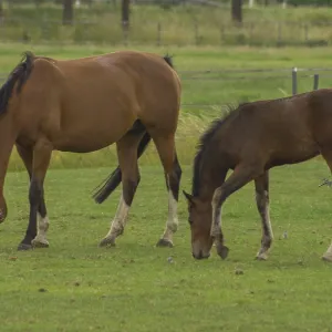A big horse and a foal graze together on a green field