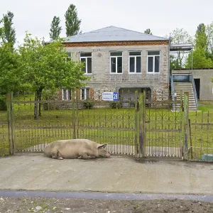 Big house with garden, a pig lying in front of the fence Big house with garden, a pig lying in front of the fence