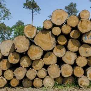 A big pile of logs in a forest of Pinus sylvestris A big pile of logs in a forest of Pinus sylvestris