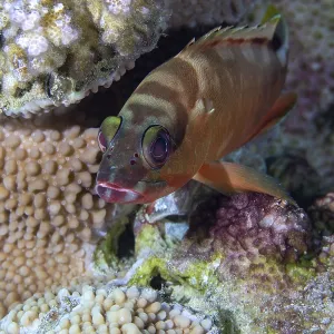 Bigeye Bass, Coral Reef, Red Sea Bigeye Bass, Coral Reef, Red Sea