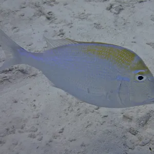 Bigeye sea bream (Calamus calamus)