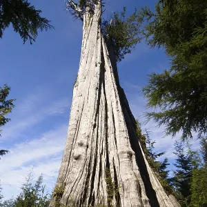 Biggest Western Red Cedar Tree of the world (Thuja plicata)