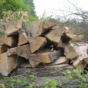 Bile of beech logs in forest. Lots of small branches around Bile of beech logs in forest. Lots of small branches around