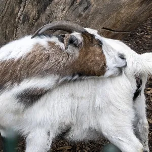 A billy goat is itching A billy goat is itching