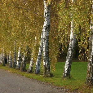 Birch avenue in autumn